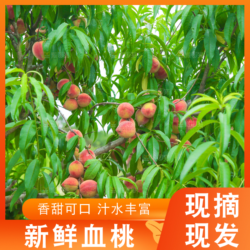 一片胭脂红桃子林