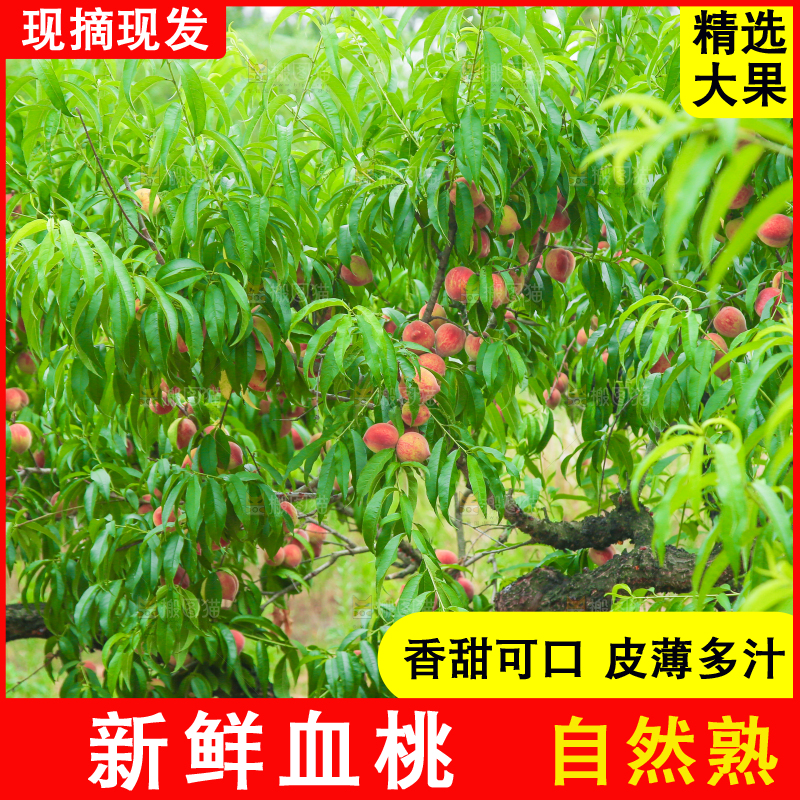 一片胭脂红桃子林