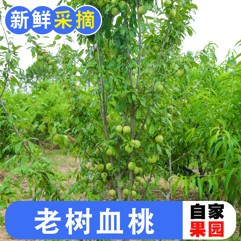 一片胭脂红桃子林