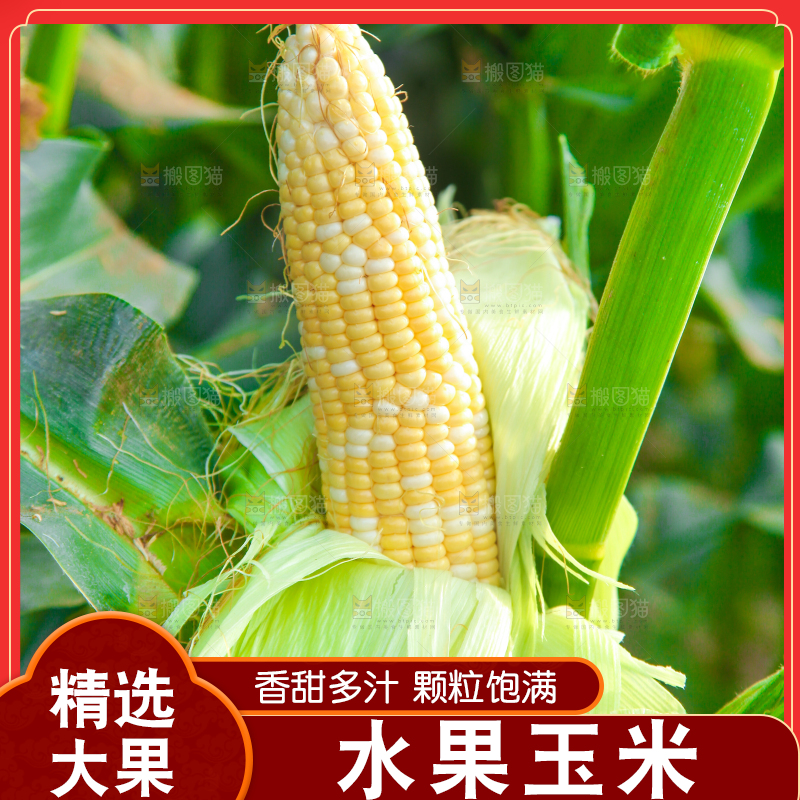 树上结的玉米