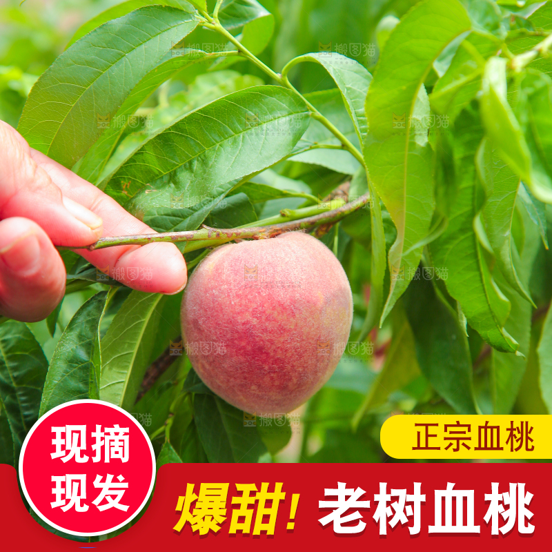 树上结着胭脂红