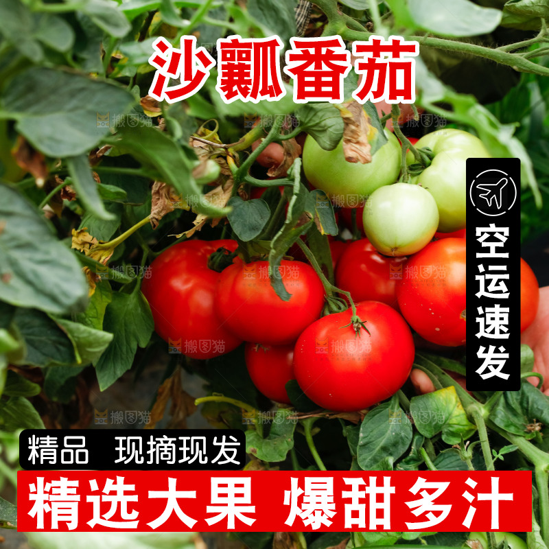 农民手上拿着西红柿