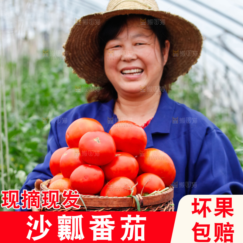 农民抱着一篮沙瓤西红柿