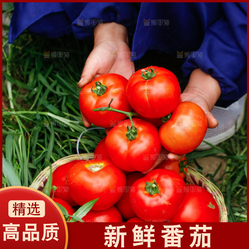 手上捧着西红柿
