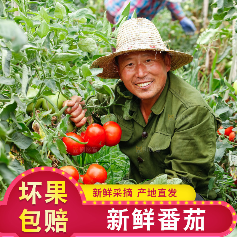 农民手上拿着西红柿