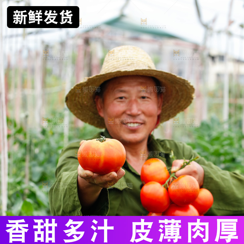 农民手上拿着沙瓤西红柿
