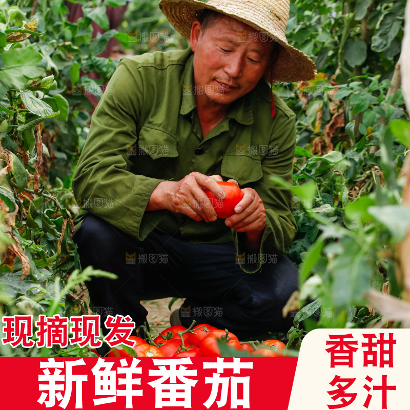 农民抱着一篮沙瓤西红柿