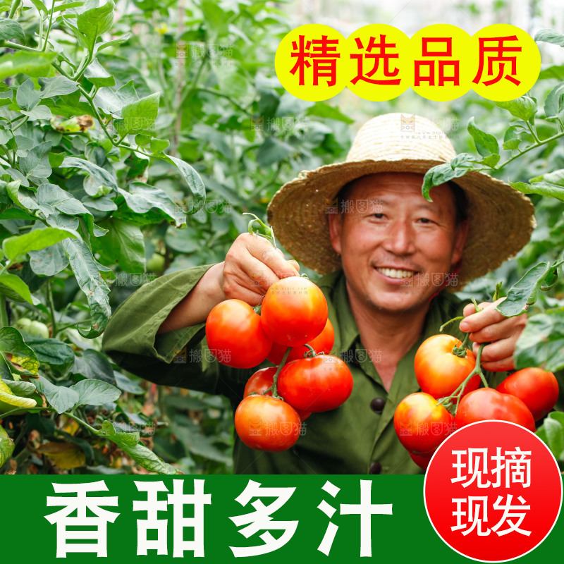 农民手上拿着沙瓤西红柿