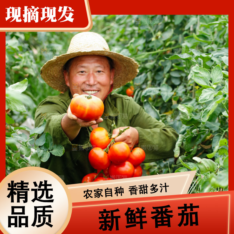 农民手上拿着沙瓤西红柿