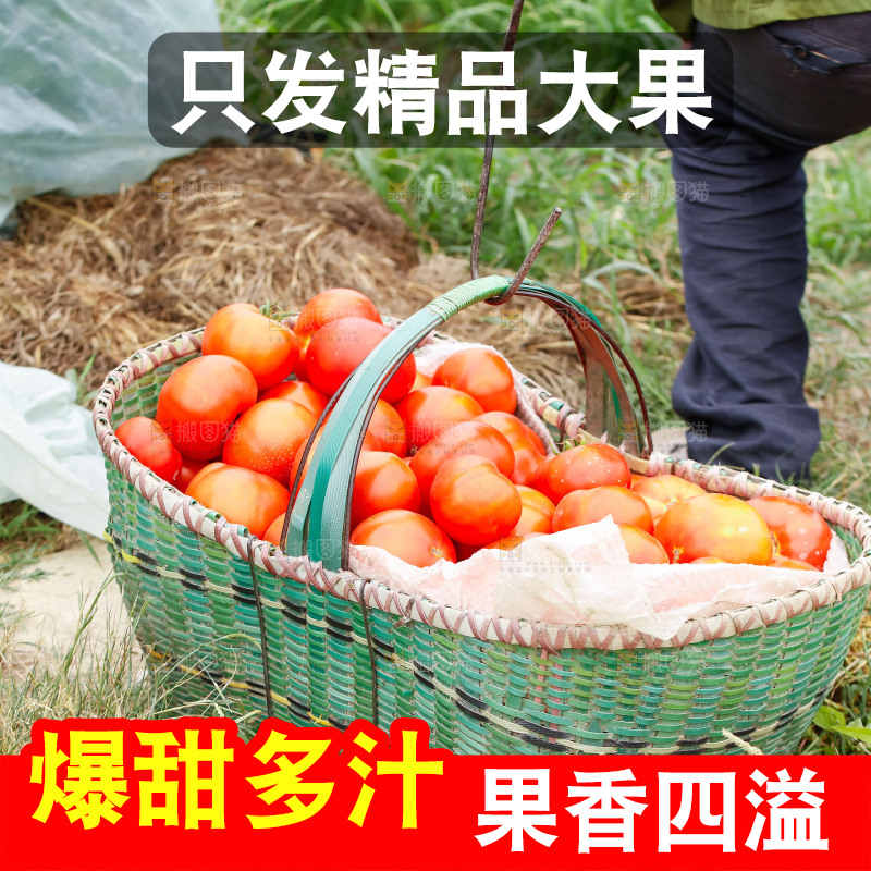 篮子里放着西红柿