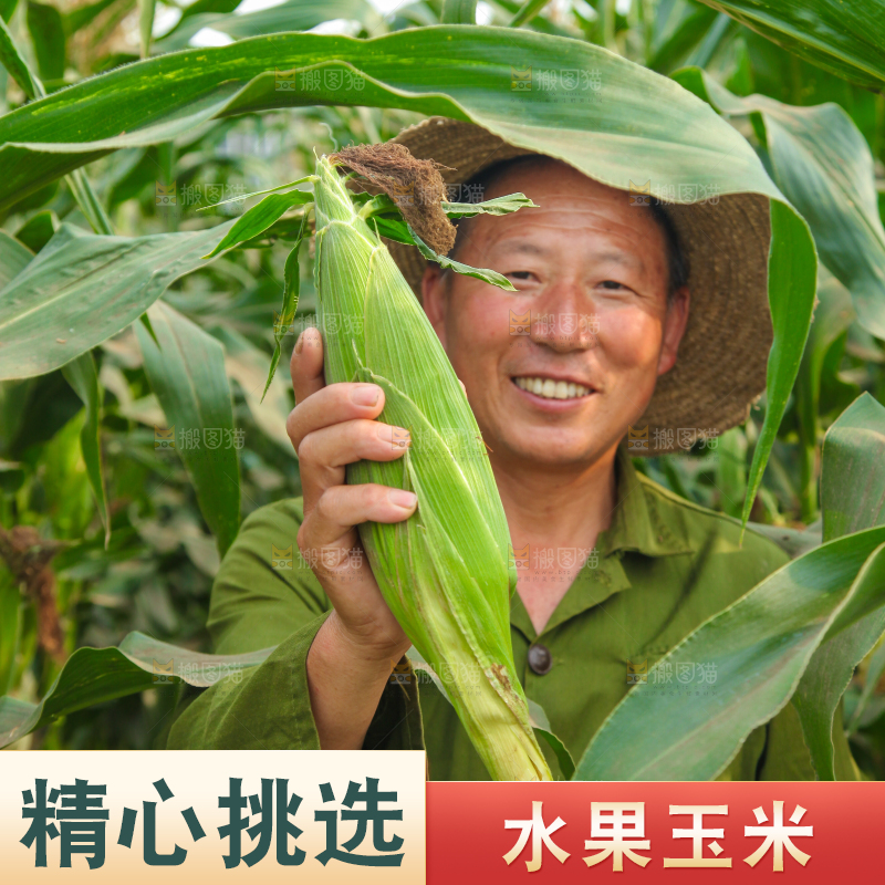 农民手上拿着玉米