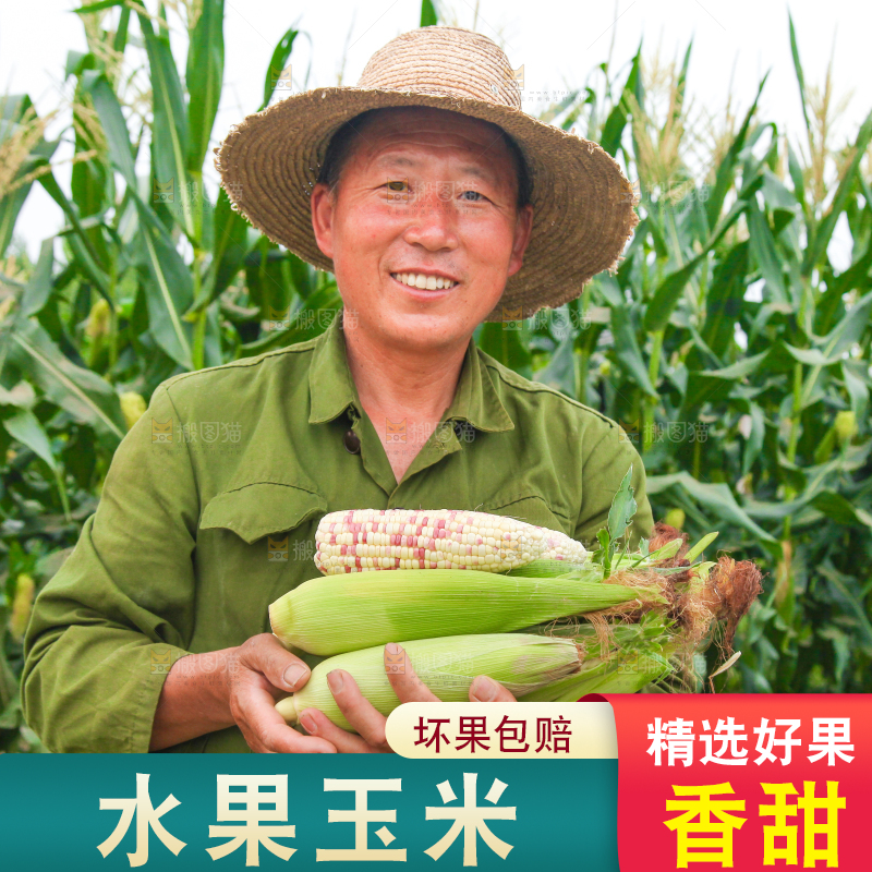 手上抱着甜糯玉米