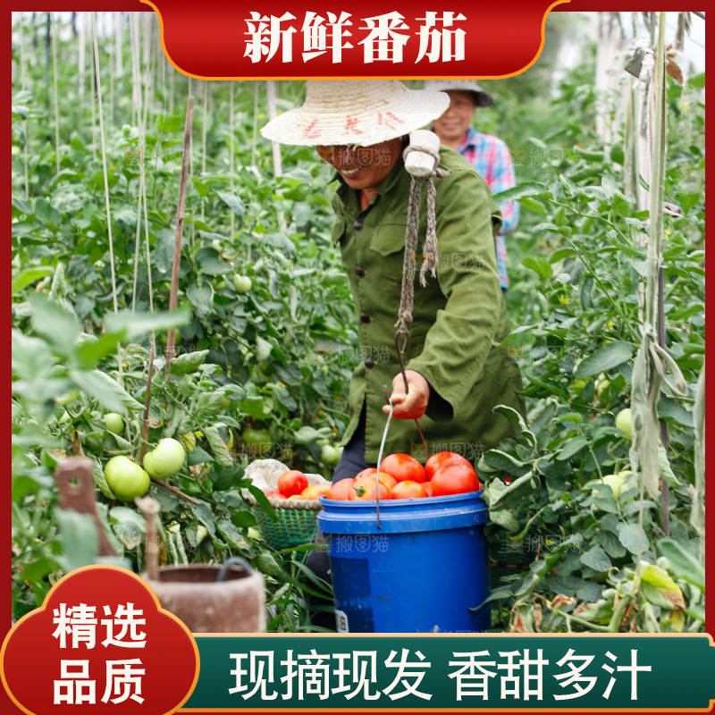 农民挑着沙瓤西红柿