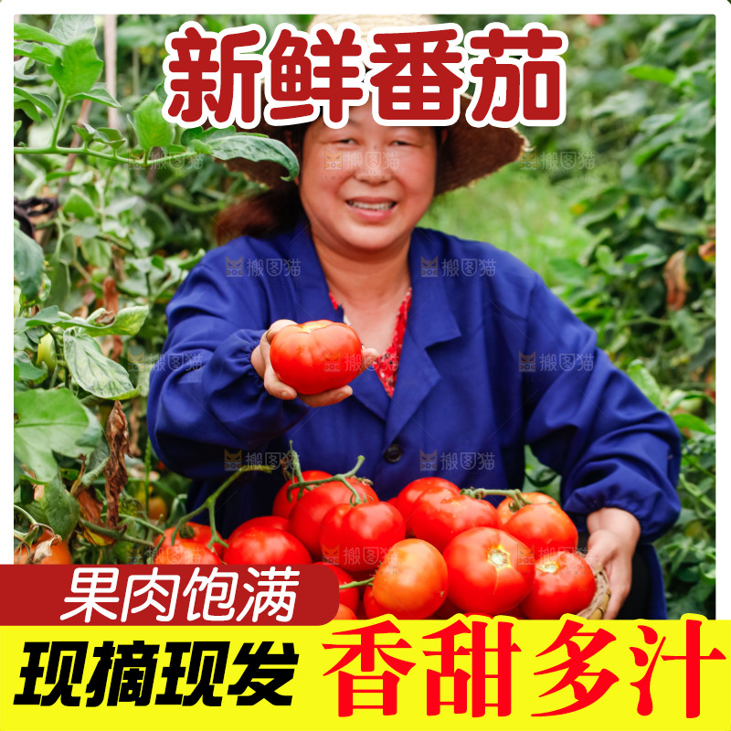农民抱着一篮沙瓤西红柿