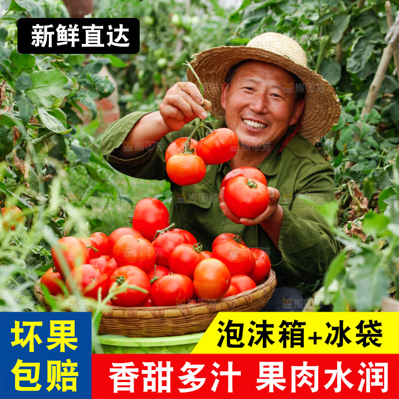 农民手上拿着沙瓤西红柿