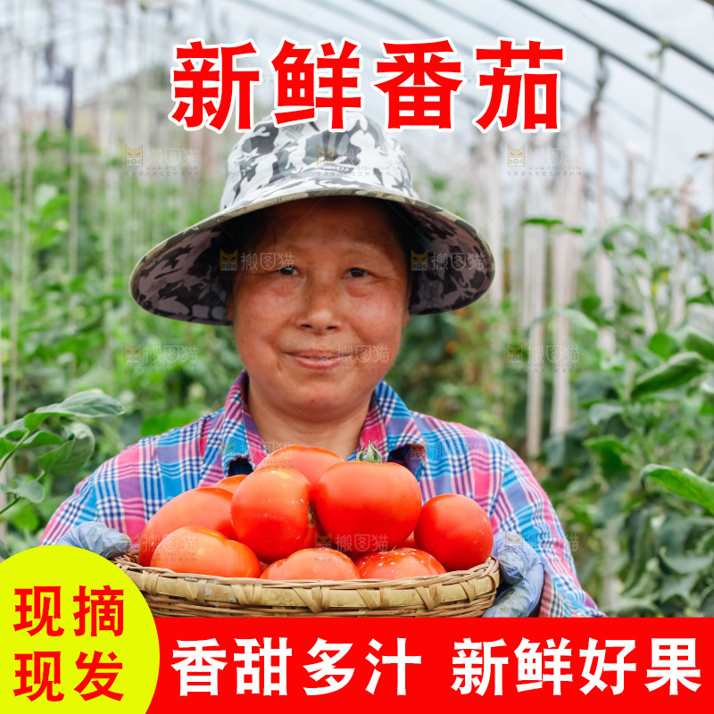 农民手上端着一筐西红柿