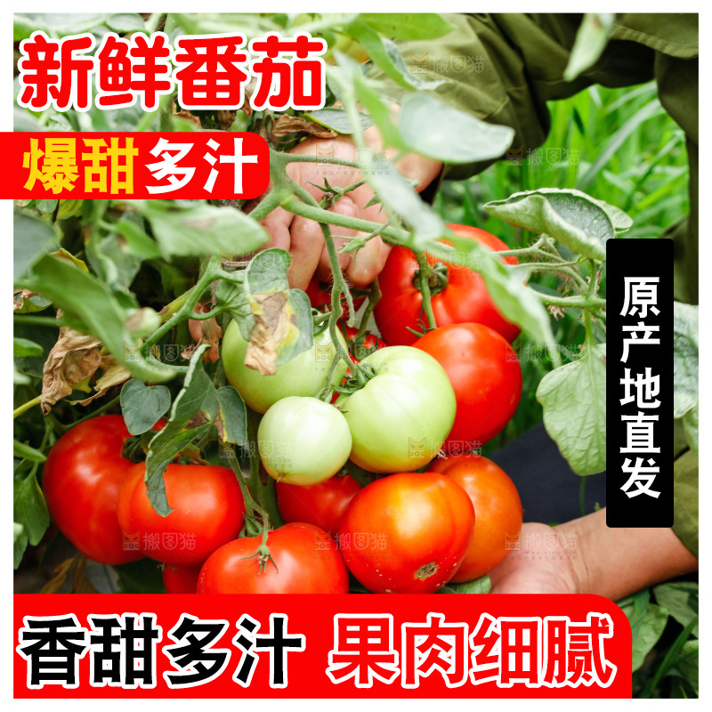 农民手上拿着西红柿