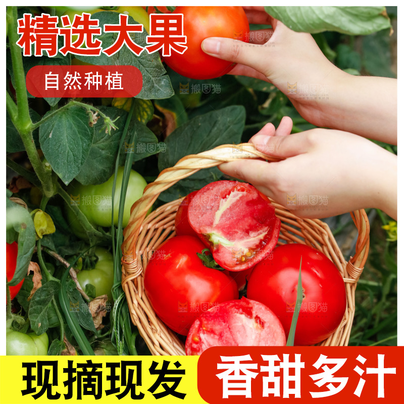 手上提着一篮沙瓤西红柿