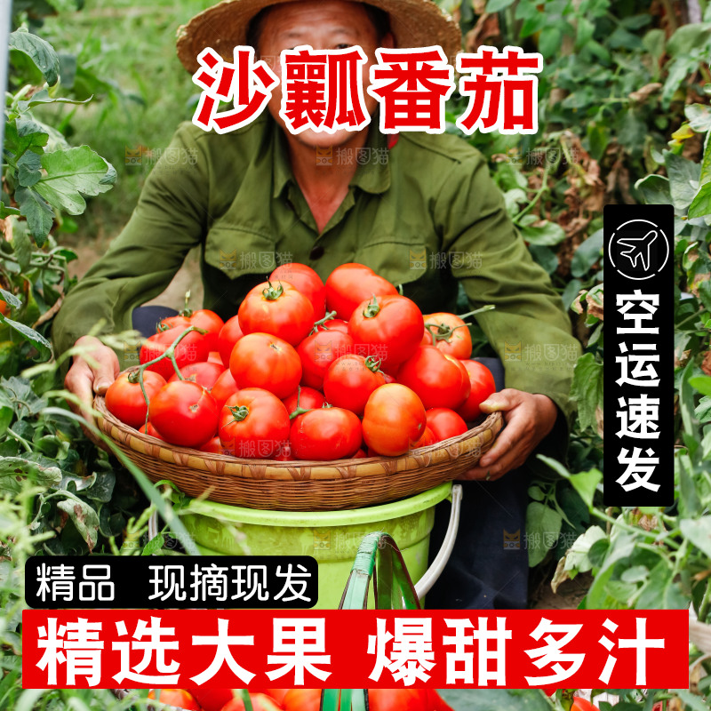 农民抱着一篮沙瓤西红柿