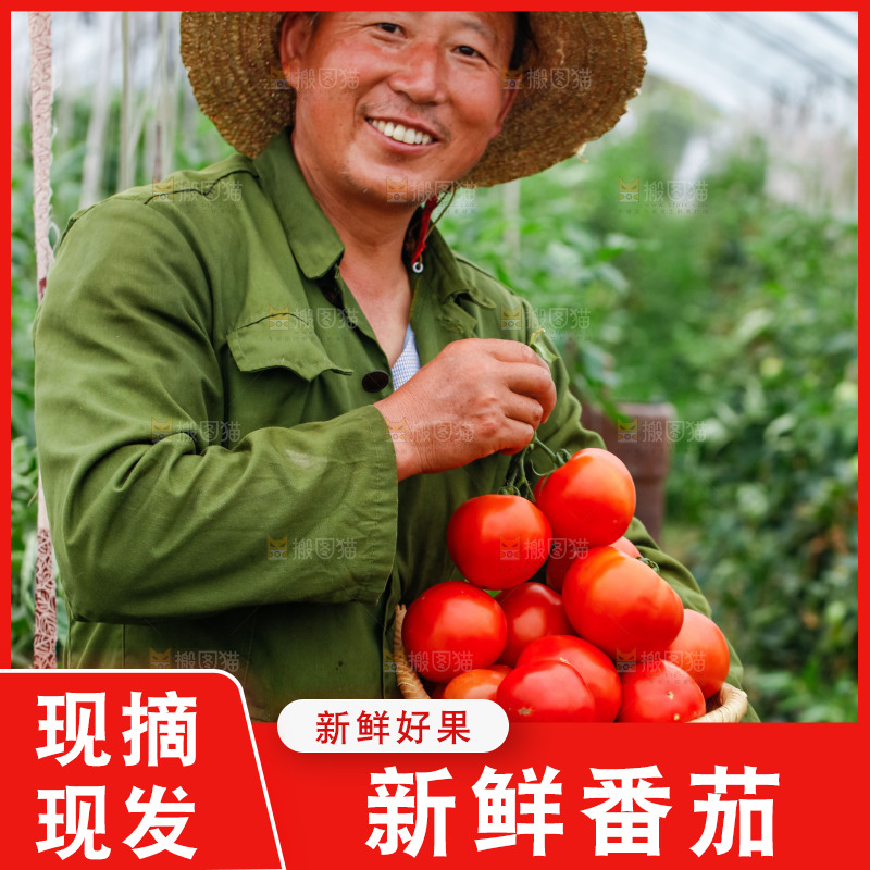 农民抱着一篮沙瓤西红柿