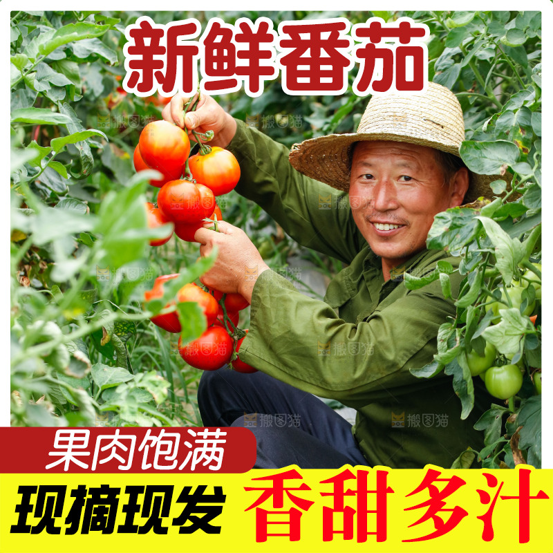 农民手上拿着沙瓤西红柿