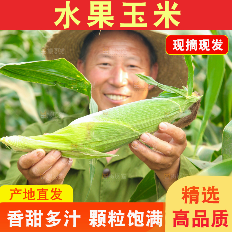 农民手上拿着玉米