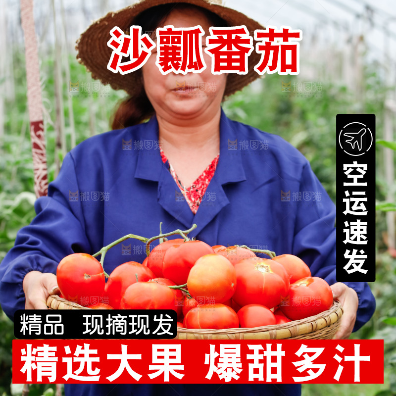农民抱着一篮沙瓤西红柿