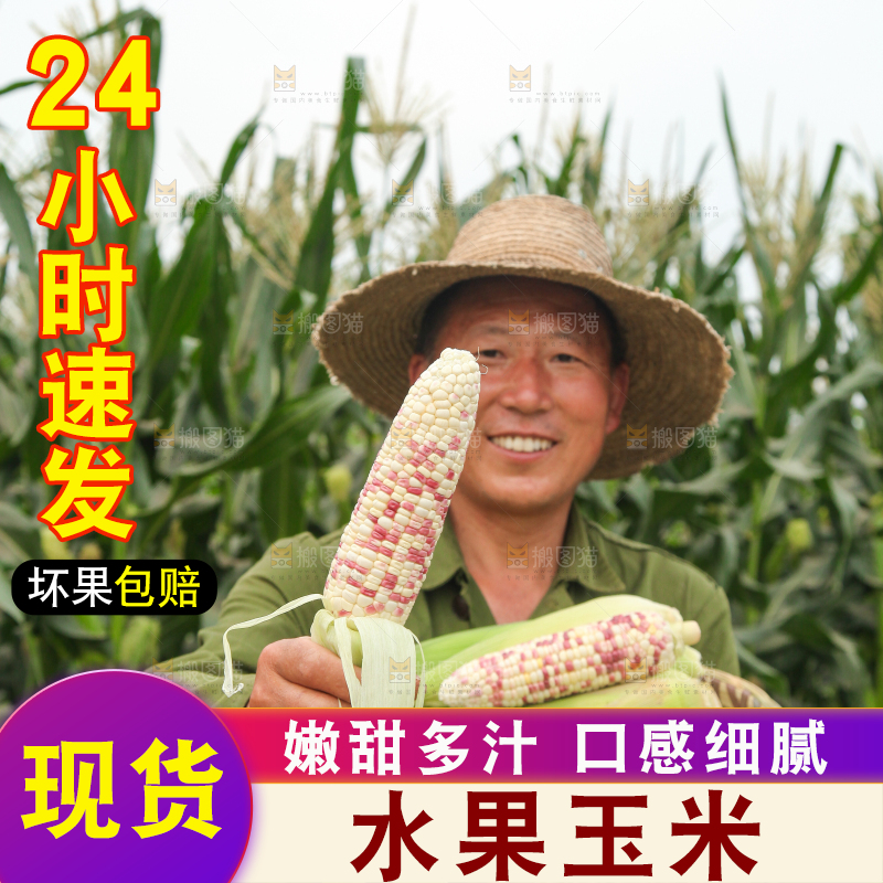 手上拿着彩甜糯玉米