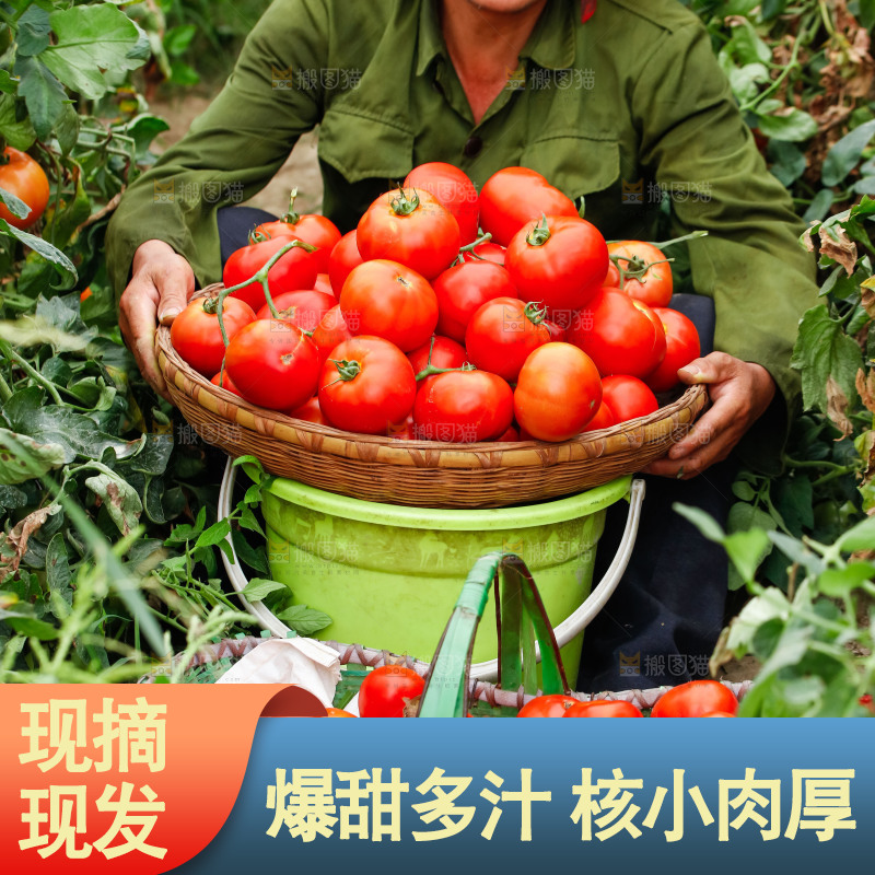农民抱着一篮沙瓤西红柿