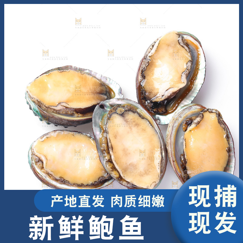 白底上放着一堆鲍鱼