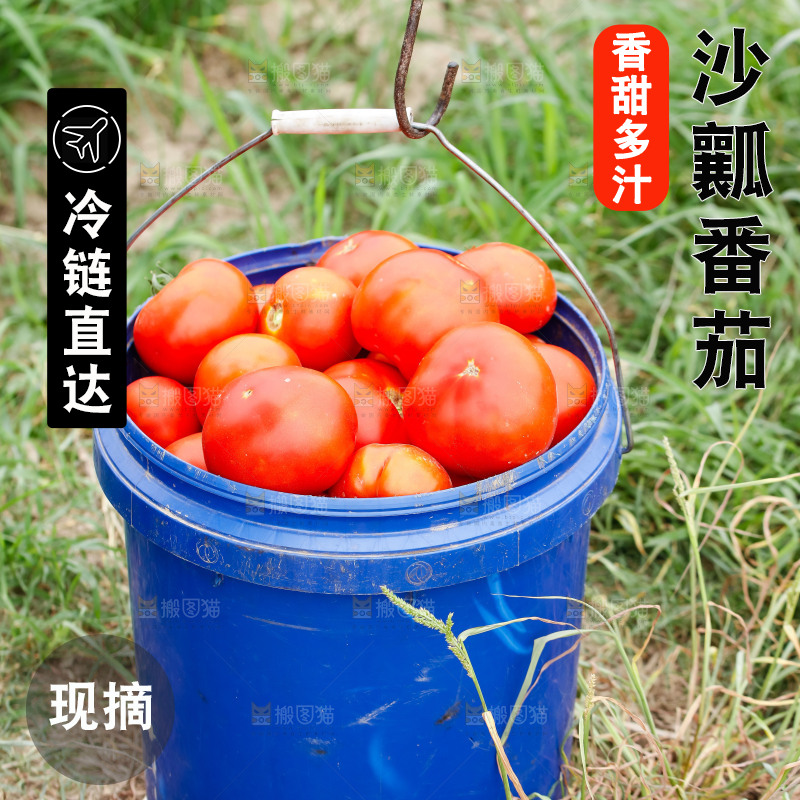 桶里面放满西红柿