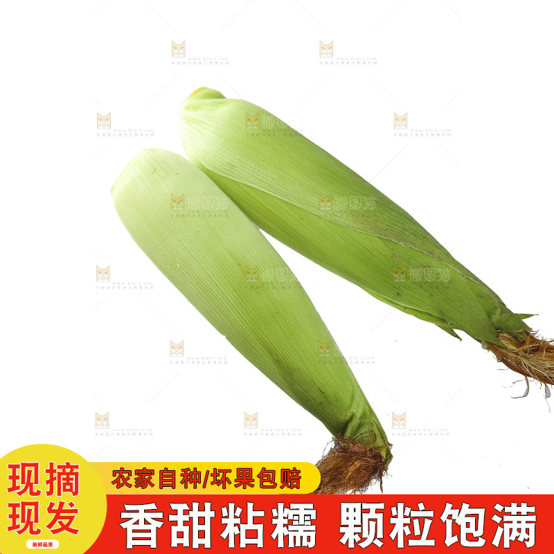 白底上放着花糯玉米
