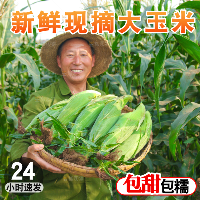 农民抱着一筐玉米