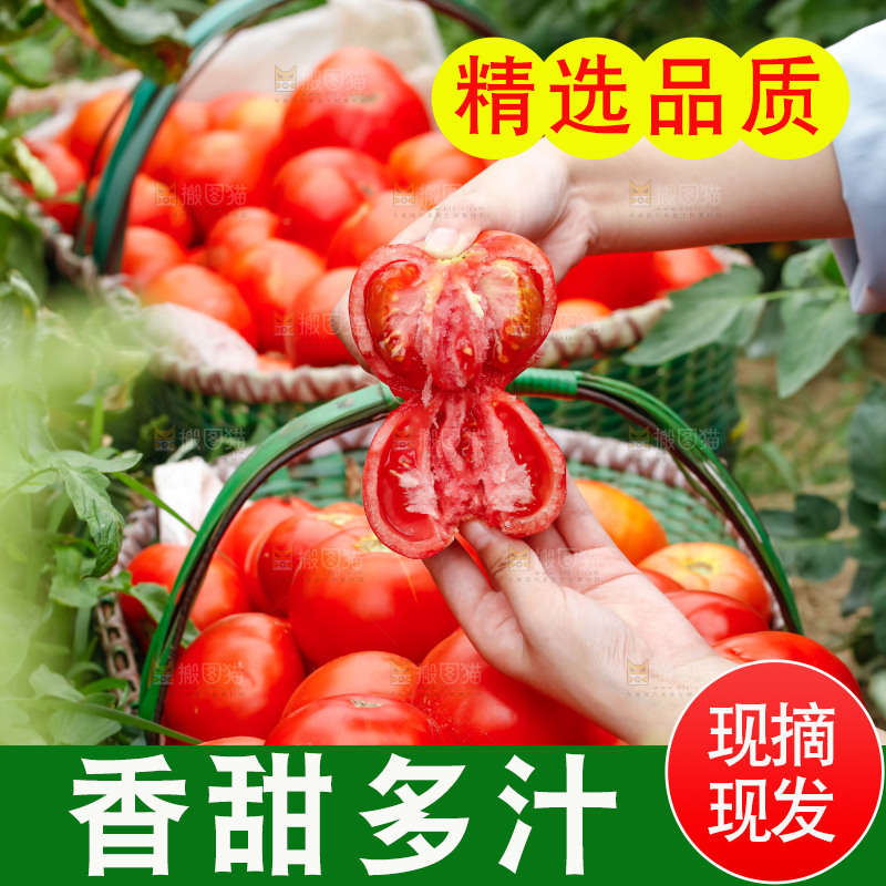 手上拿着掰开的沙瓤番茄