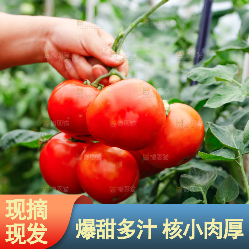 手上拿着沙瓤西红柿