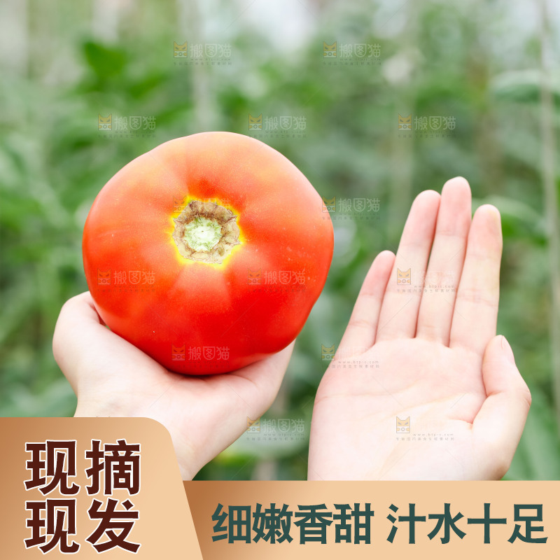 手上拿着西红柿