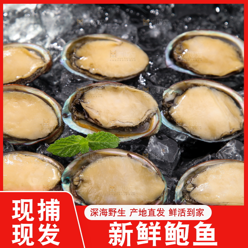 黑底上放着鲍鱼