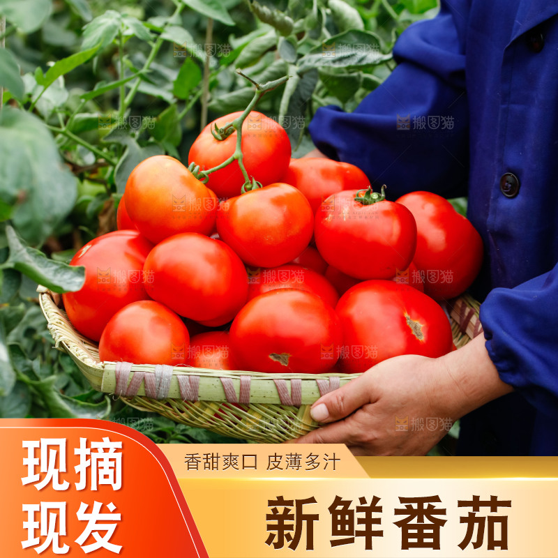 手上抱着一筐西红柿