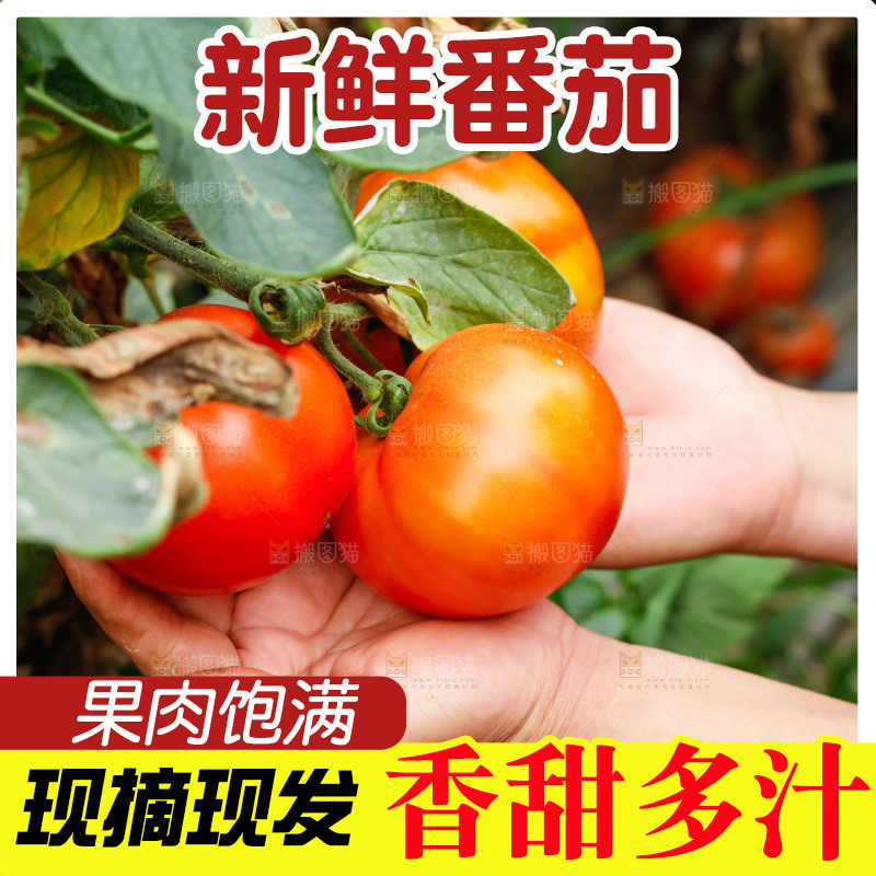 手上拿着沙瓤西红柿