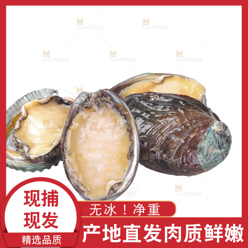白底上放着一堆鲍鱼