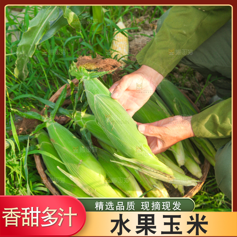 手上拿着糯玉米
