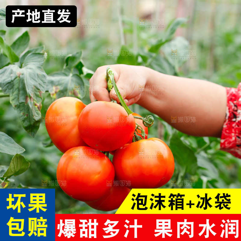 手上拿着沙瓤西红柿
