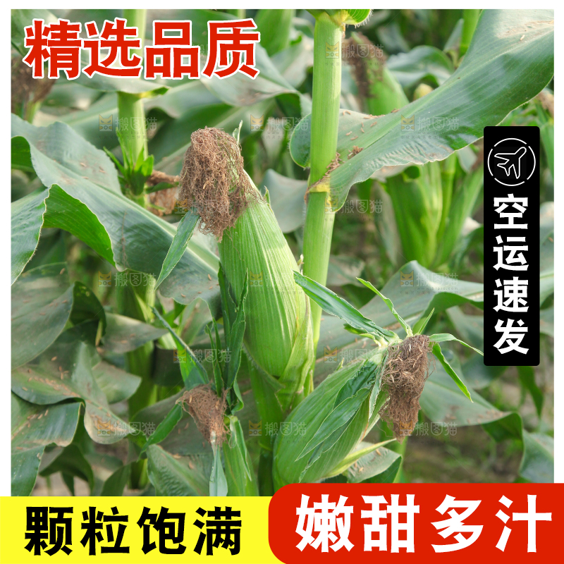 树上结的玉米