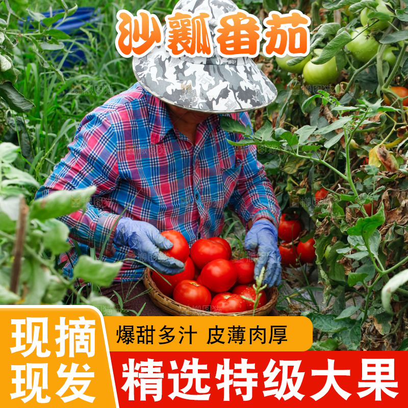 农民正在摘西红柿