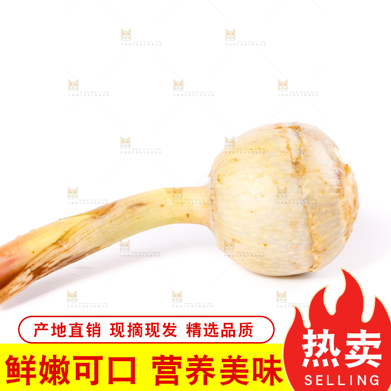 白底上的新鲜茨菇