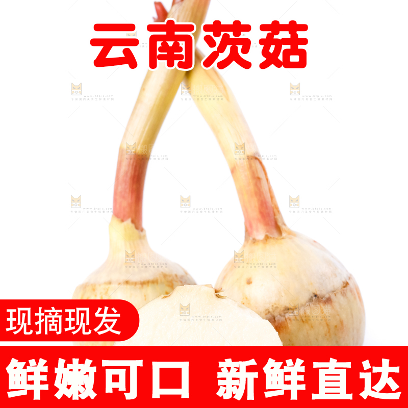 白底上的新鲜茨菇