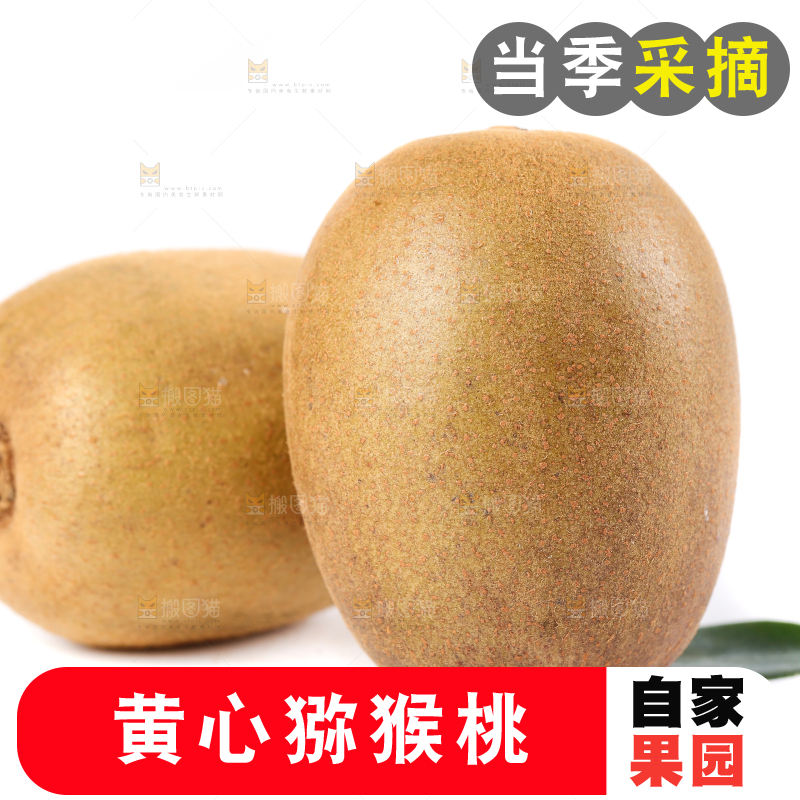 白底上的黄心猕猴桃