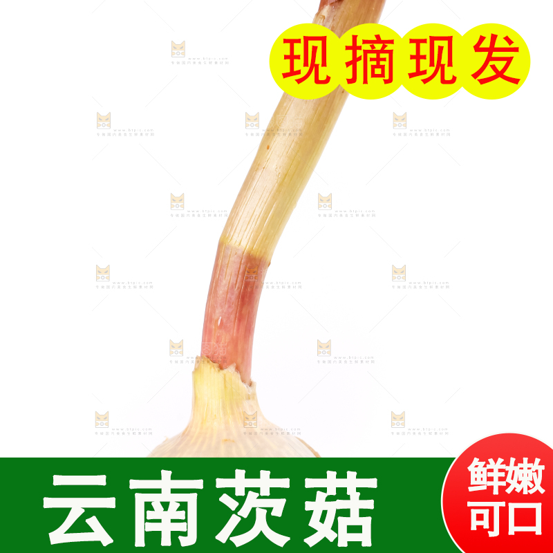 白底上的新鲜茨菇