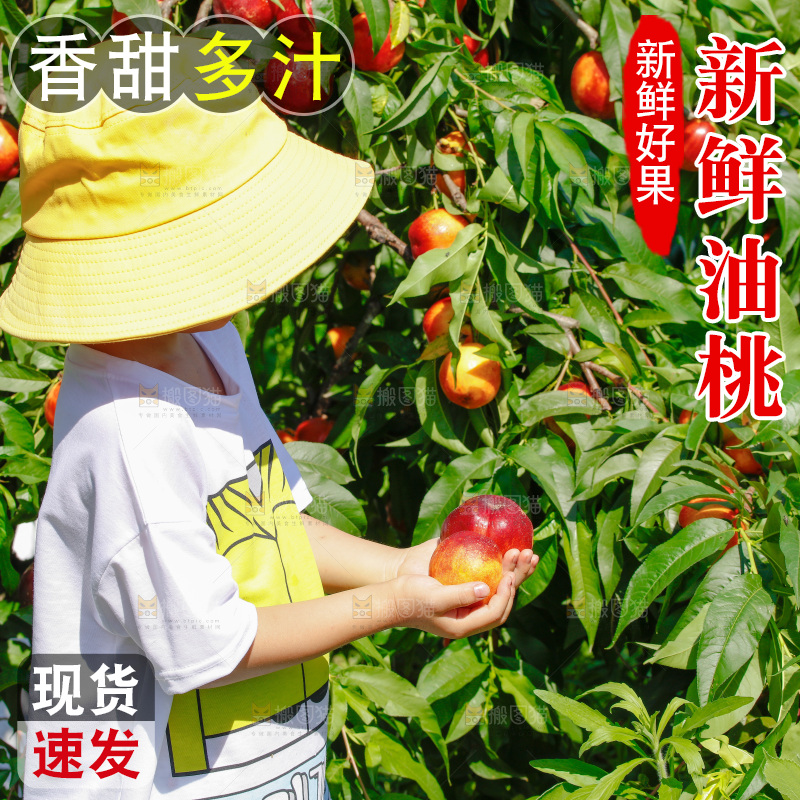 小孩手里拿着油桃