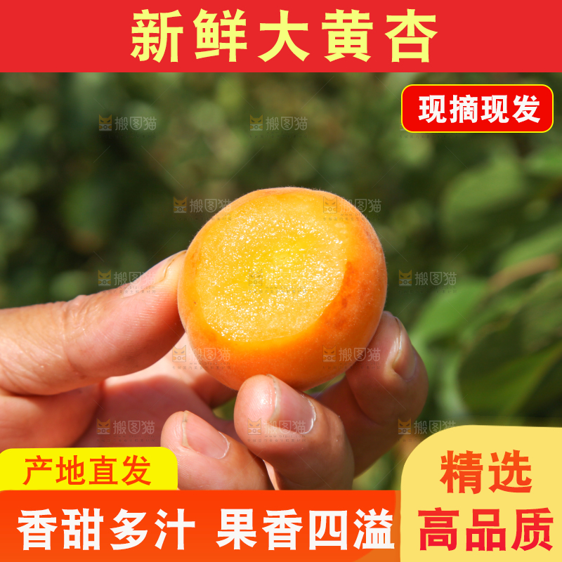 手里拿着切开的黄杏